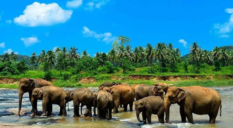 سفر به سریلانکا