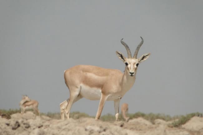 سفر به بوشهر و راهنمای جاذبه های آن