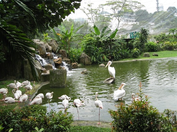 باغ پرندگان مالزی