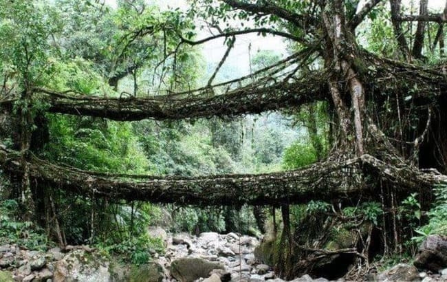 عجیب‌ترین پل‌های ریشه‌های طبیعی دنیا در هند