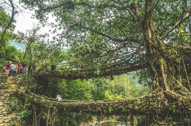 عجیب‌ترین پل‌های ریشه‌های طبیعی دنیا در هند