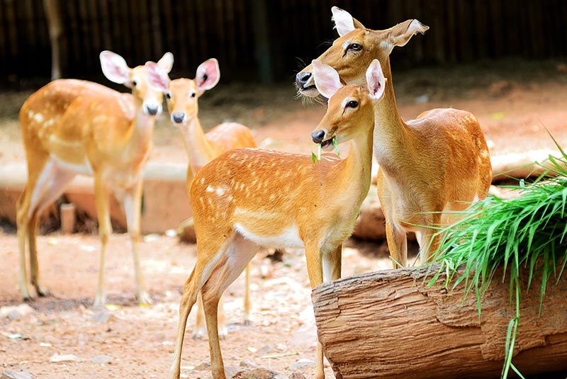 باغ وحش دوزیت بانکوک