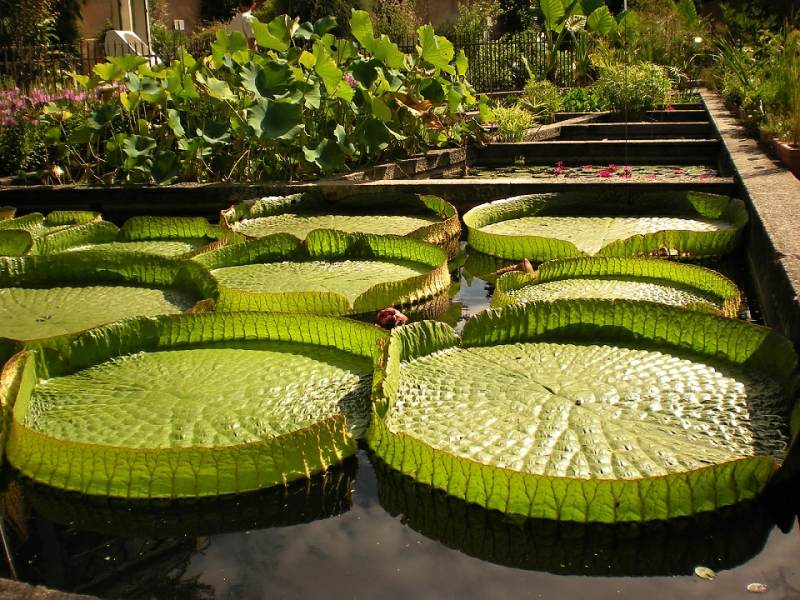 راهنمای سفر به باتومی گرجستان