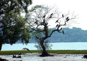 راهنمای سفر به گوا ؛ هند