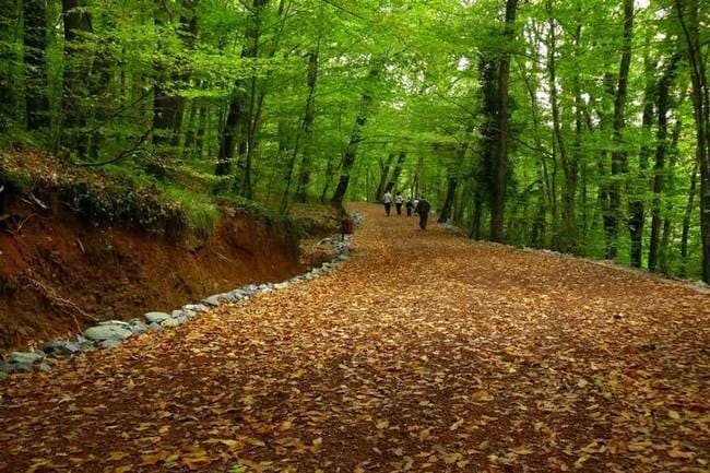 طبیعتی بکر جنگل بلگراد در نزدیکی شهر استانبول