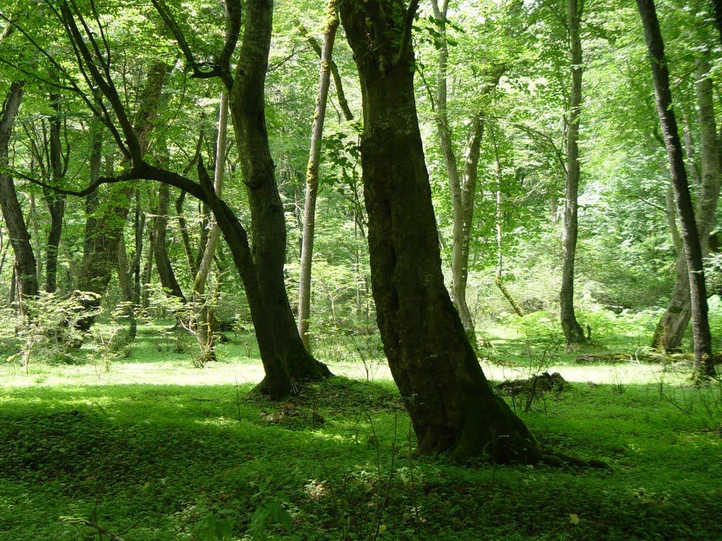 پارک جنگی نور ، مازندران