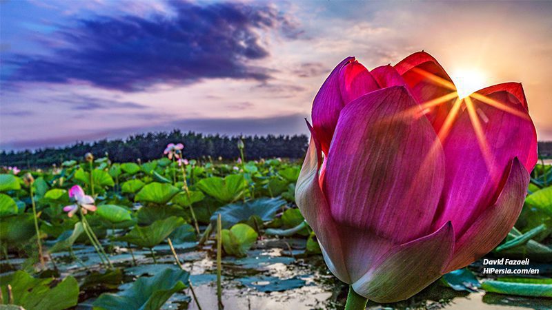 Anzali Lagoon