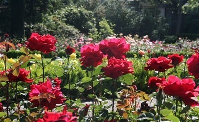 باغ گل رز برن سوئیس