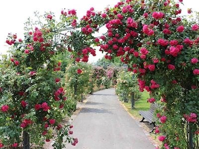باغ گل رز برن سوئیس