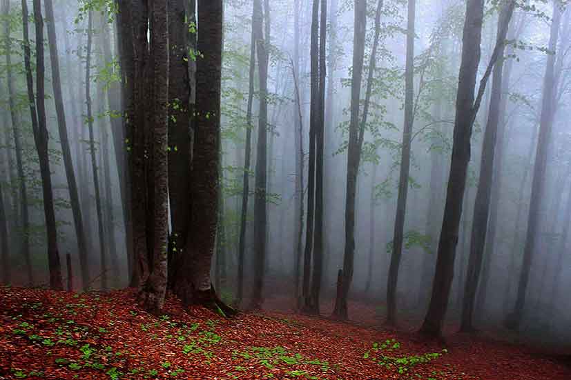 جنگل راش سوادکوه