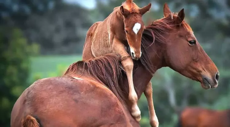 جاهای دیدنی کلاله