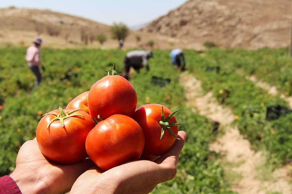 جاهای دیدنی بندر دیر