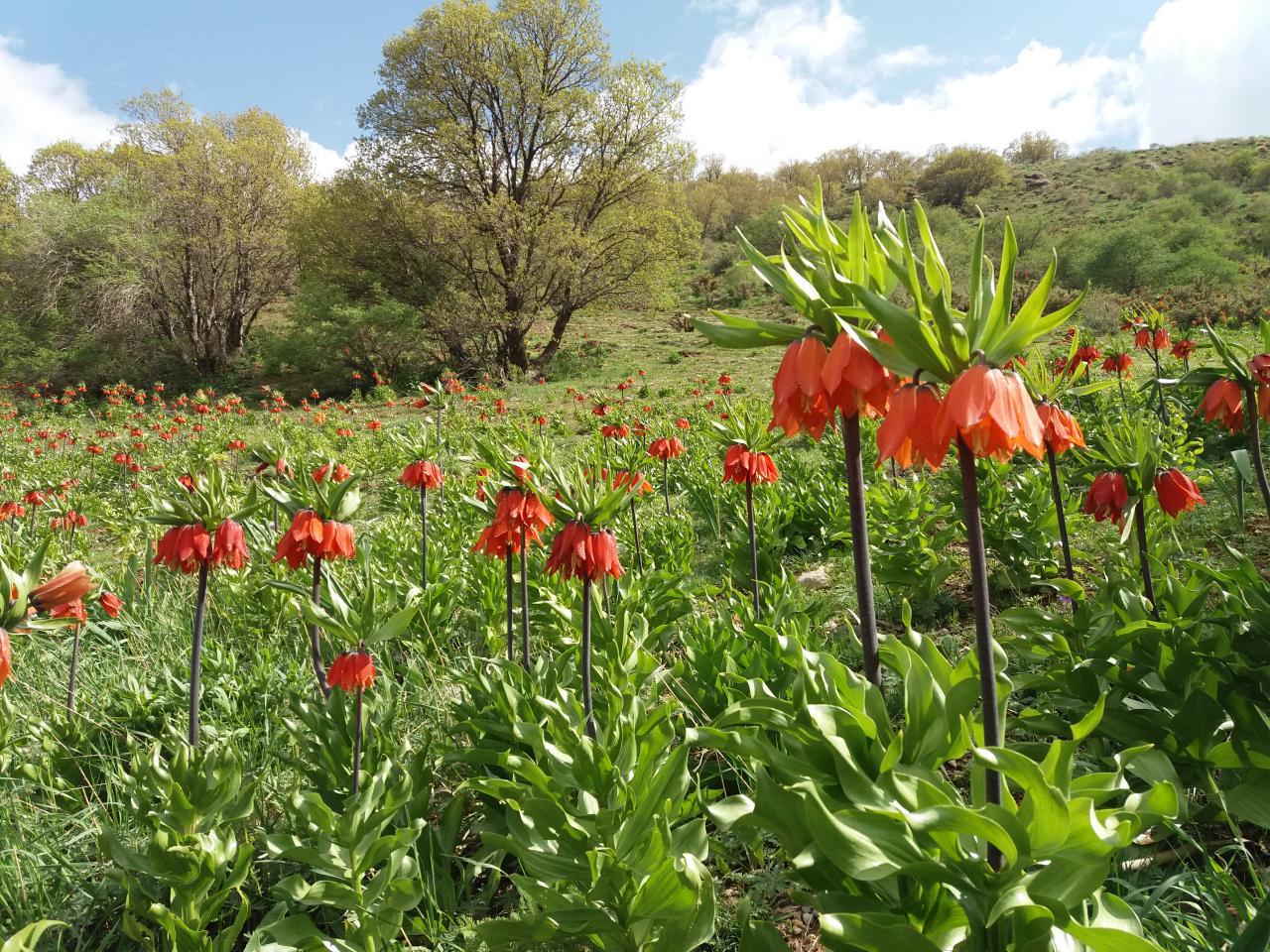 جاهای دیدنی دورود