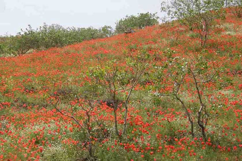 جاهای دیدنی تربت جام