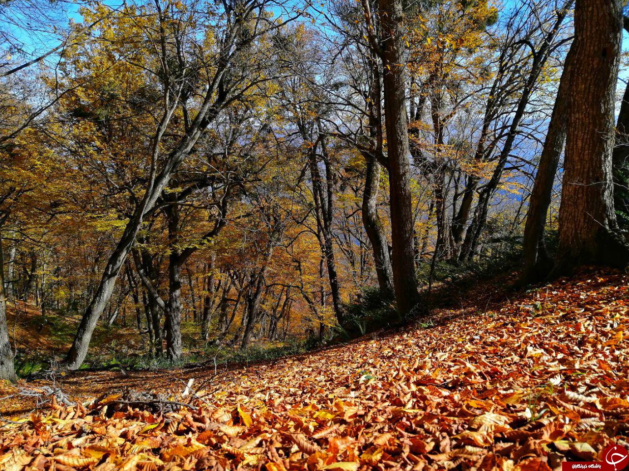 جنگل نیلبرگ رامیان