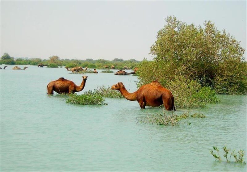 جنگل های حرا قشم ، جنگل شناور ایران | Avicennia marina