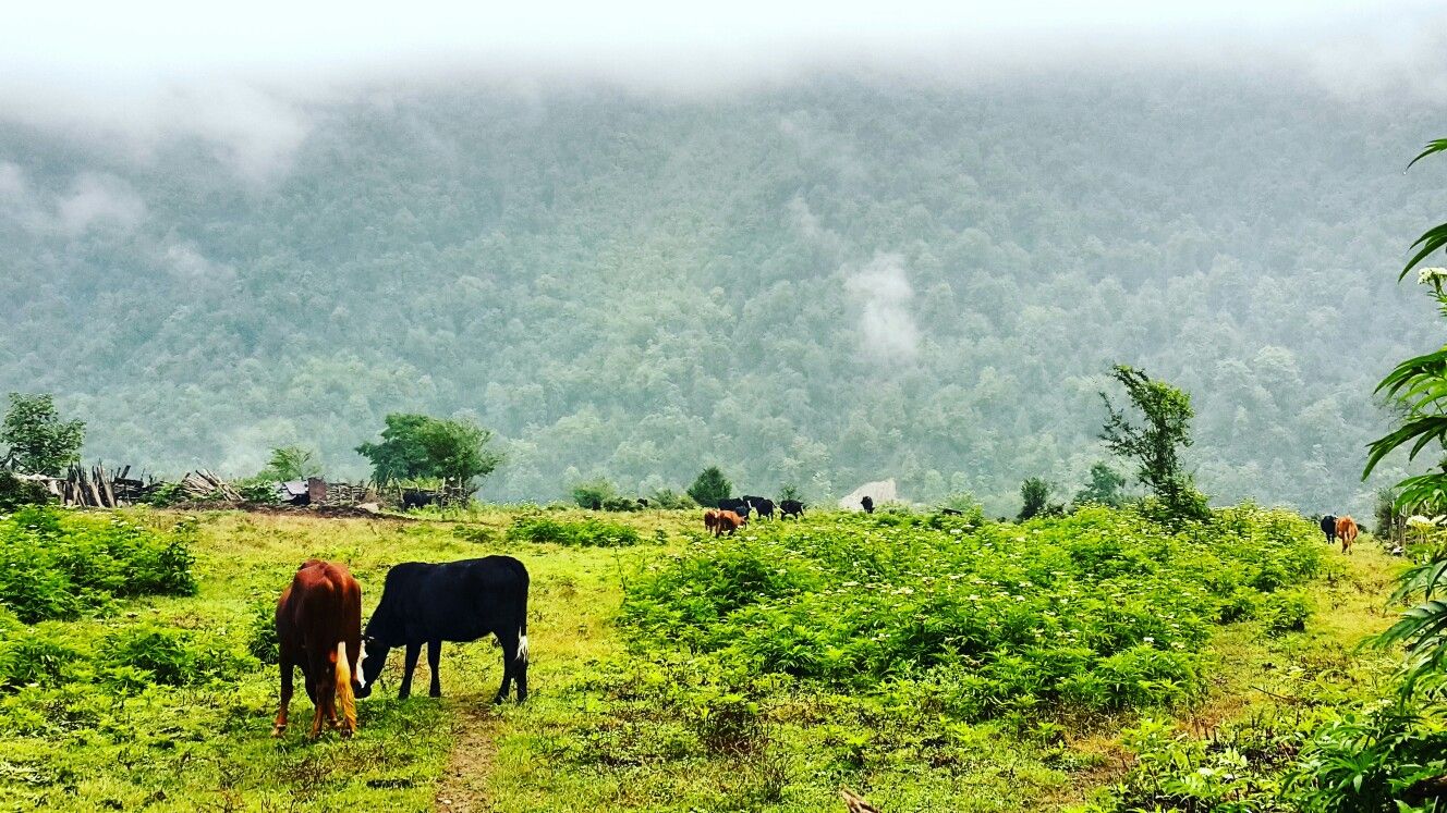 روستای لاویج