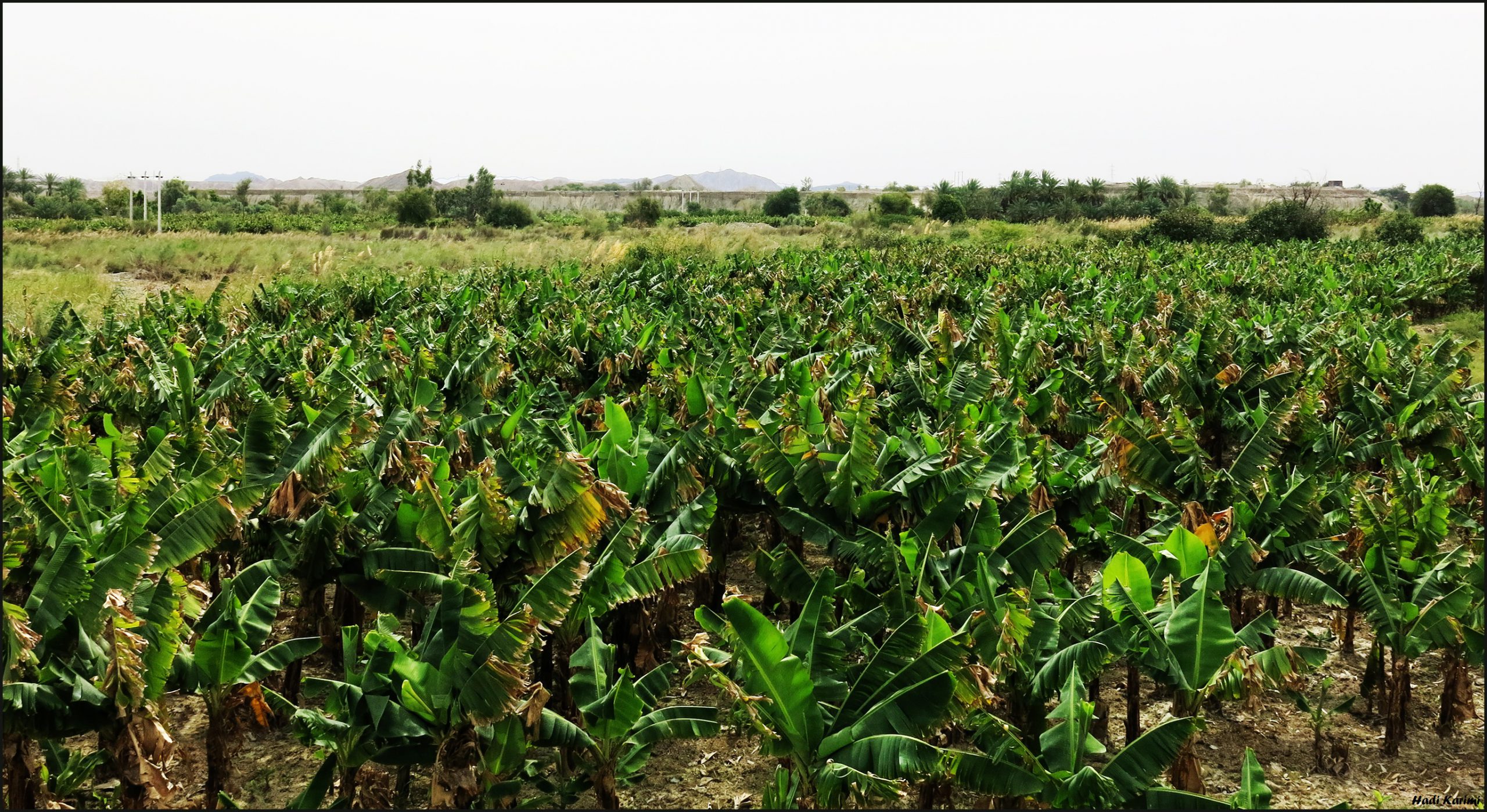 روستای شیرگواز چابهار