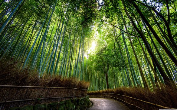 جنگل بامبو ژاپن