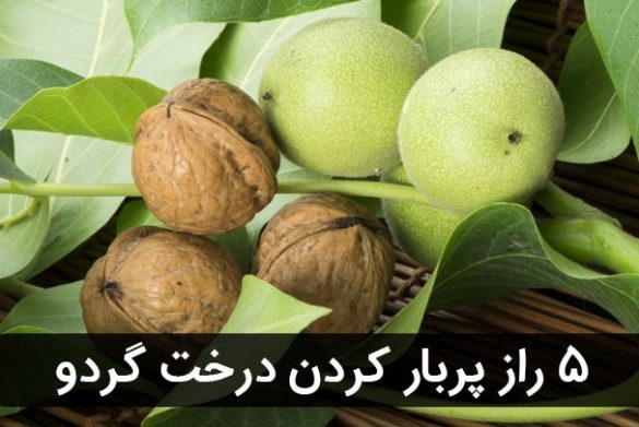 چکار کنیم درخت گردو پربار شود