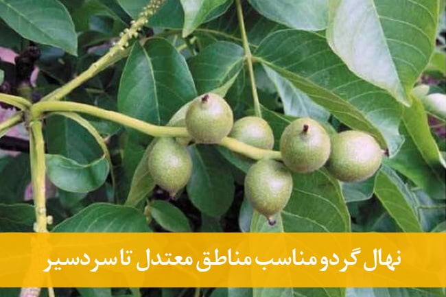 مناسب ترین نهال در مناطق سردسیر و گرمسیر در ایران:
