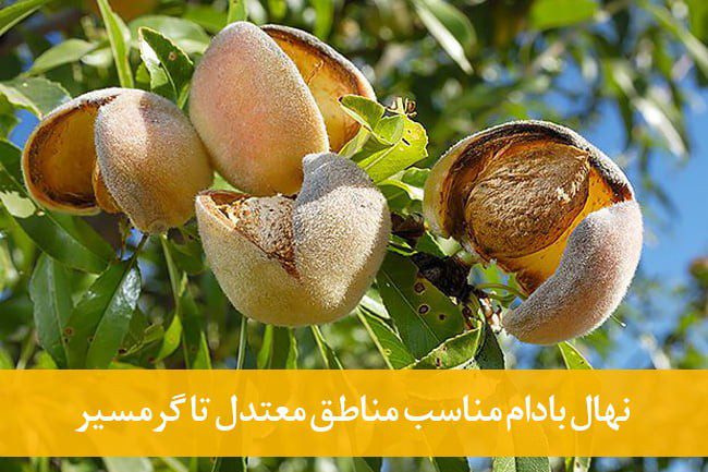 مناسب ترین نهال در مناطق سردسیر و گرمسیر در ایران: