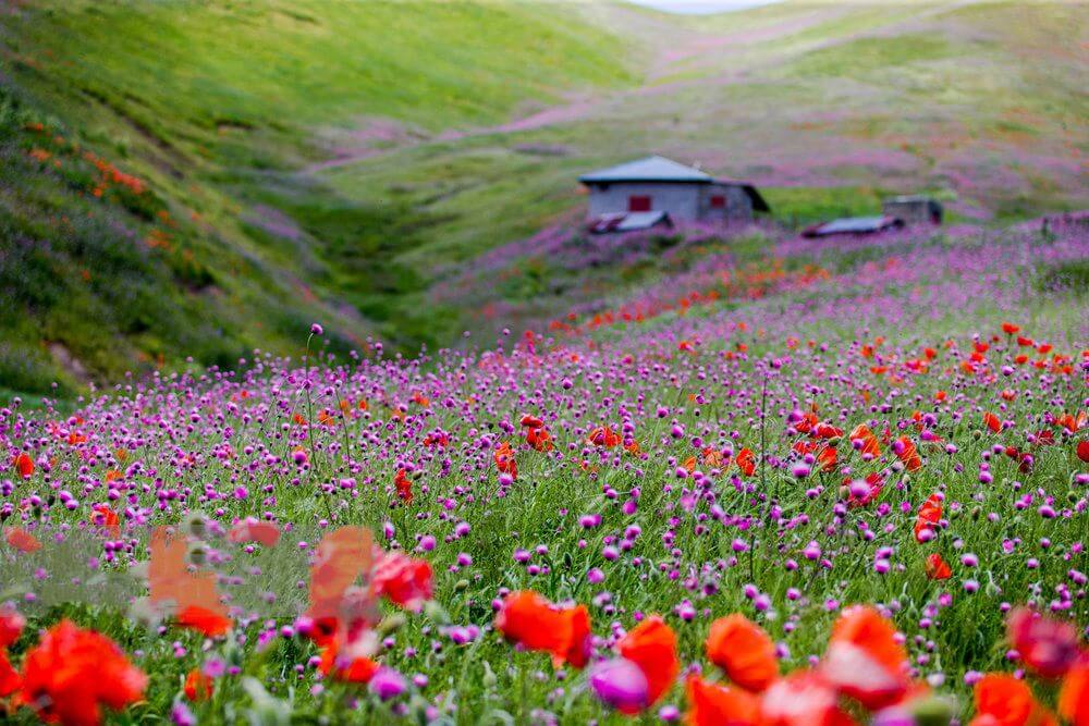 بهترین مقصدها برای سفر در بهار کجاست ؟