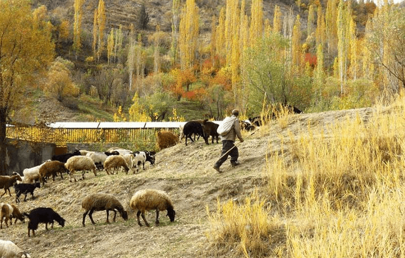 روستای کلوان