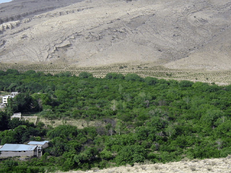 بام شیراز