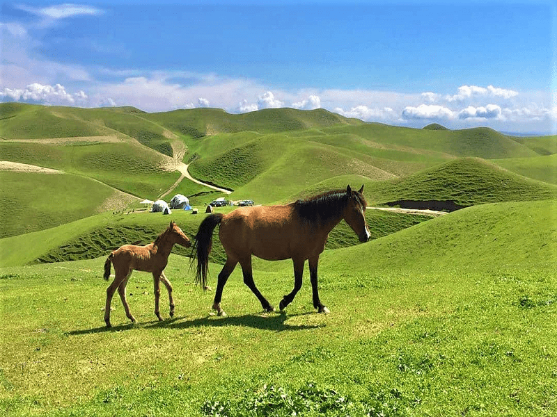 ترکمن صحرا